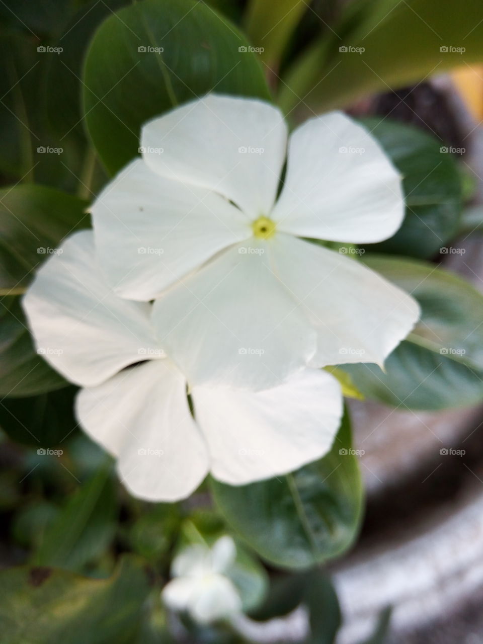 grèen center white periwinkle