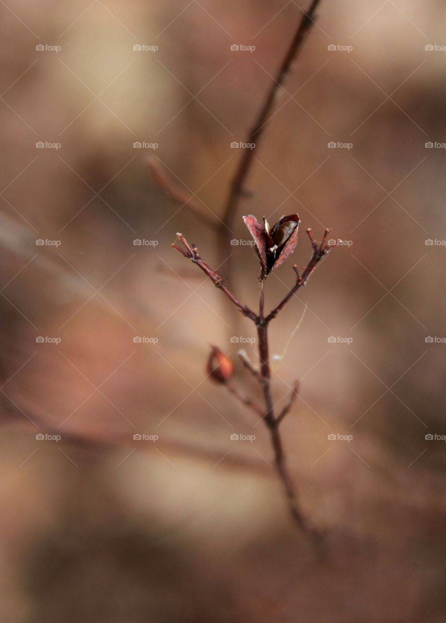 dried leaves and twigs reaching out.