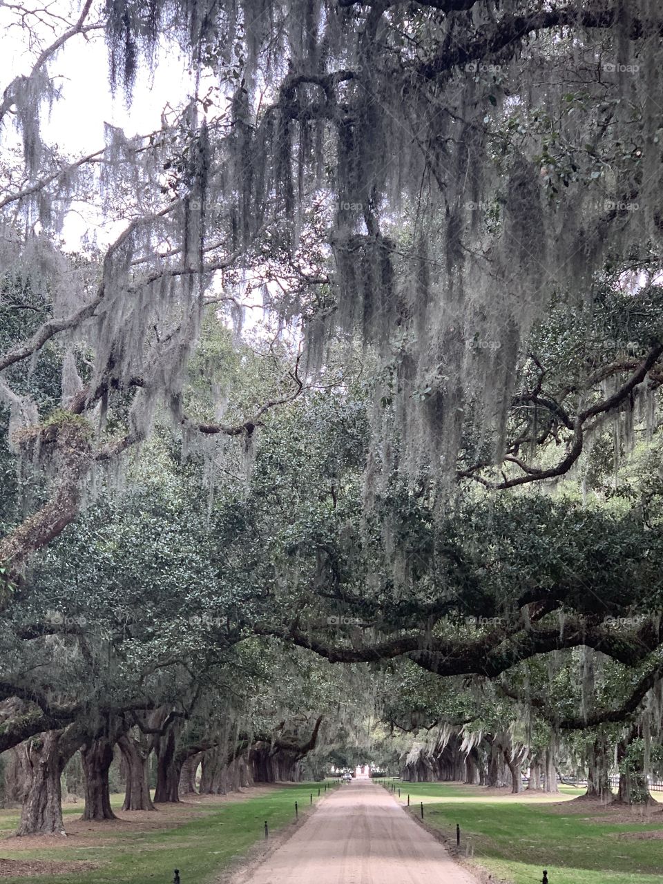 Spanish moss
