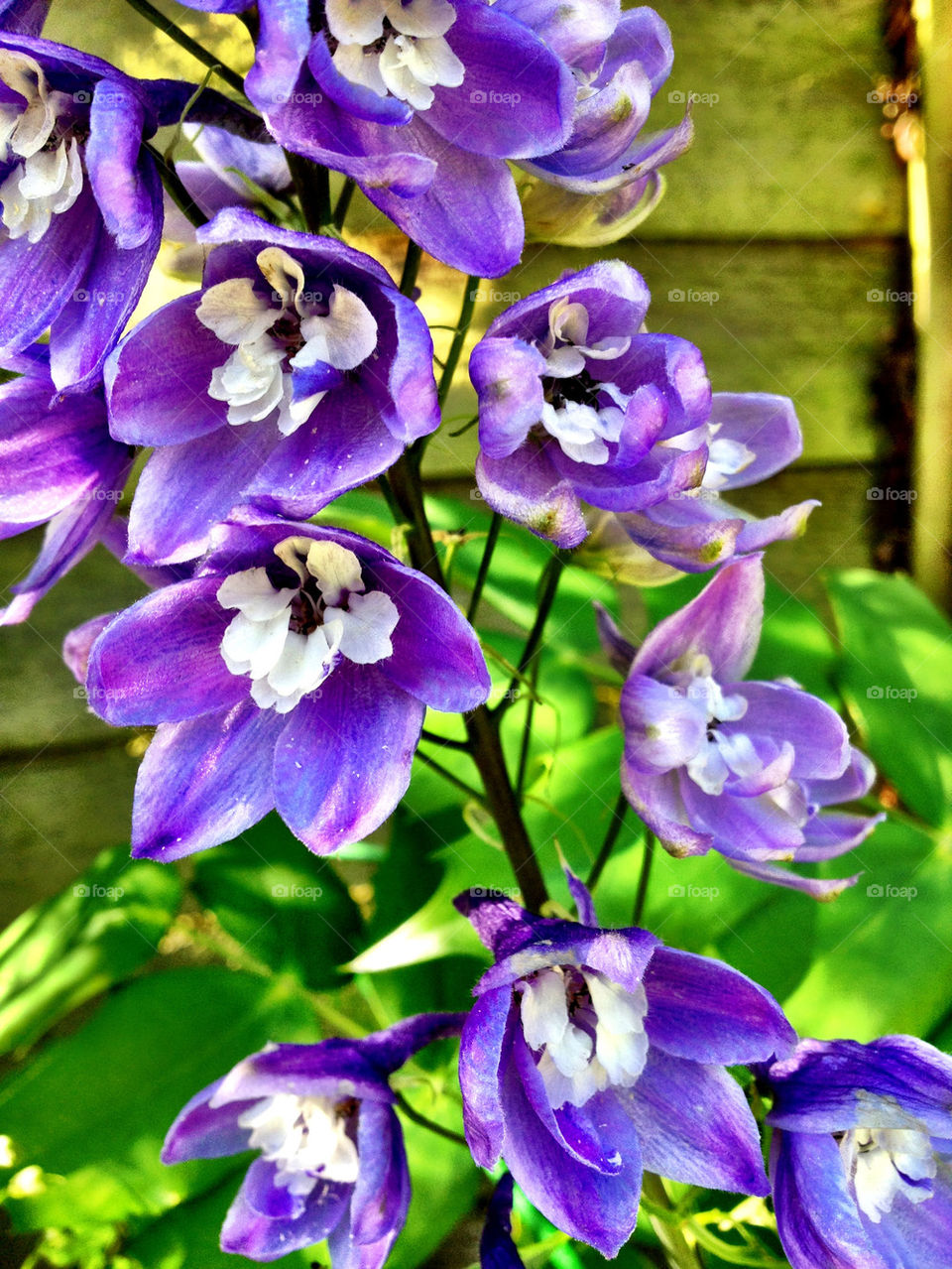 green garden flower purple by thomasplant