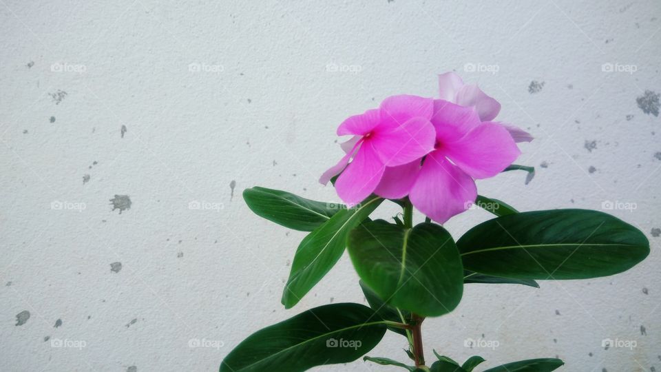 Pink flowers with concrete wall background