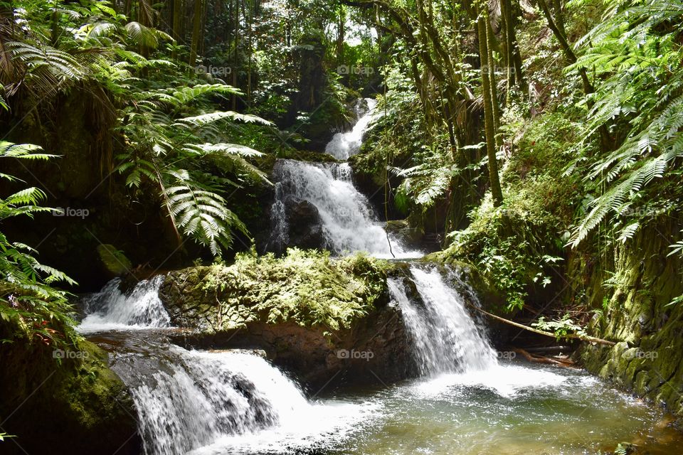 Onomea Falls is set amidst the natural forest of palms and ferns. Exotic mosses grow on the surrounding rocks and trees. Small fish and prawns thrive in the clear, cool water.