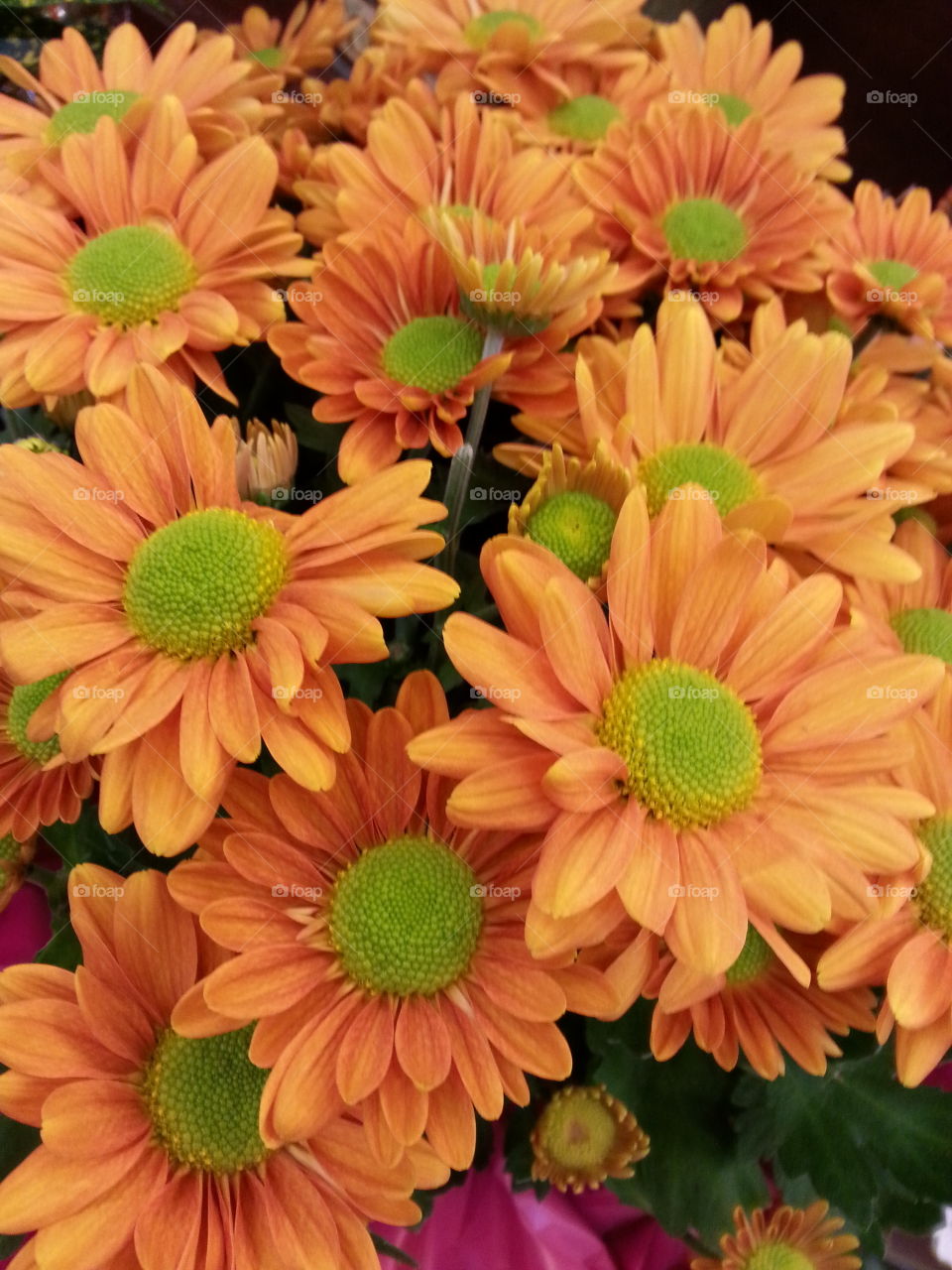 daisies. orange