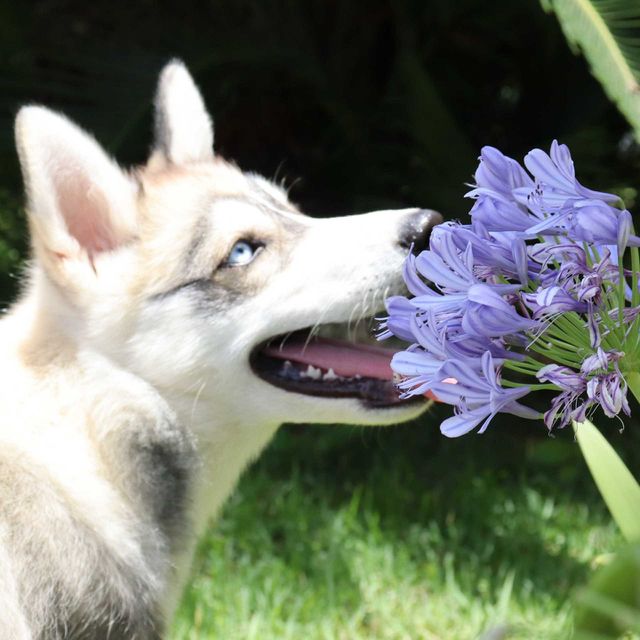 flower and dog