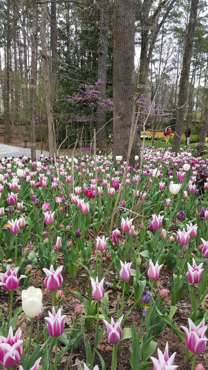 flowers Floral Garden petals landscape bloom blossom colors grass