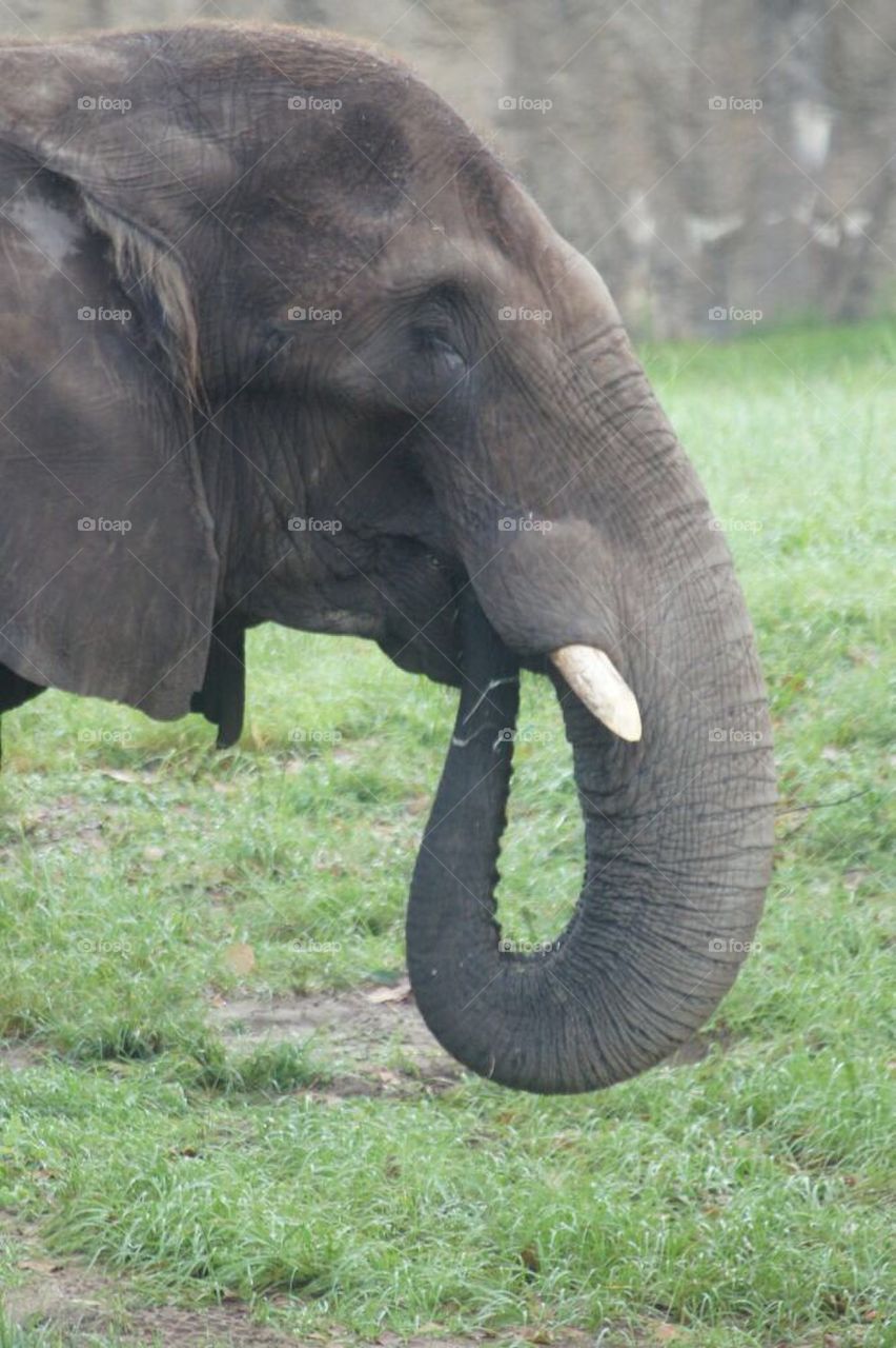 Elephant eating