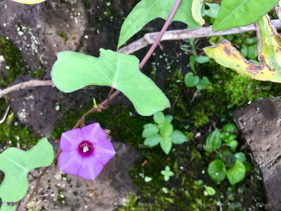 Small vining flower