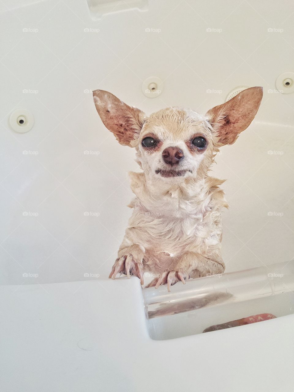 Chihuahua taking a bath