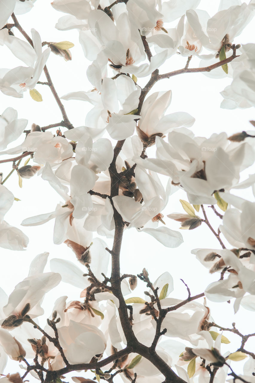 Close up of branches with white magnolia blossoms in orchard in spring. Spring flowers. Spring background