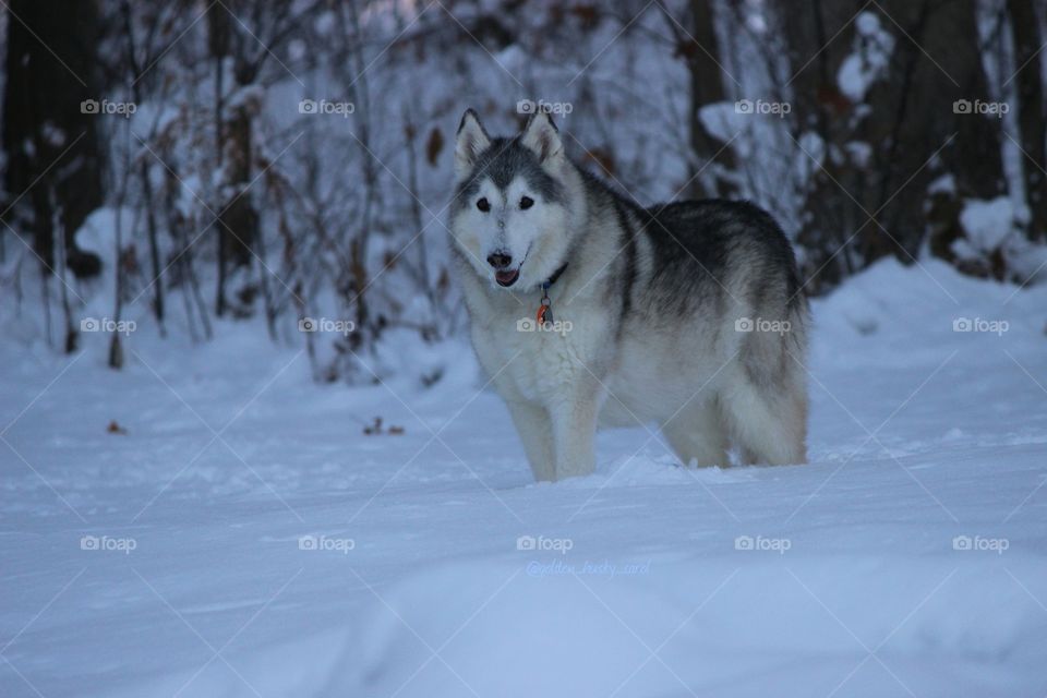 Our Angel dog,  Koda, Siberian husky,  loved winter and the snow