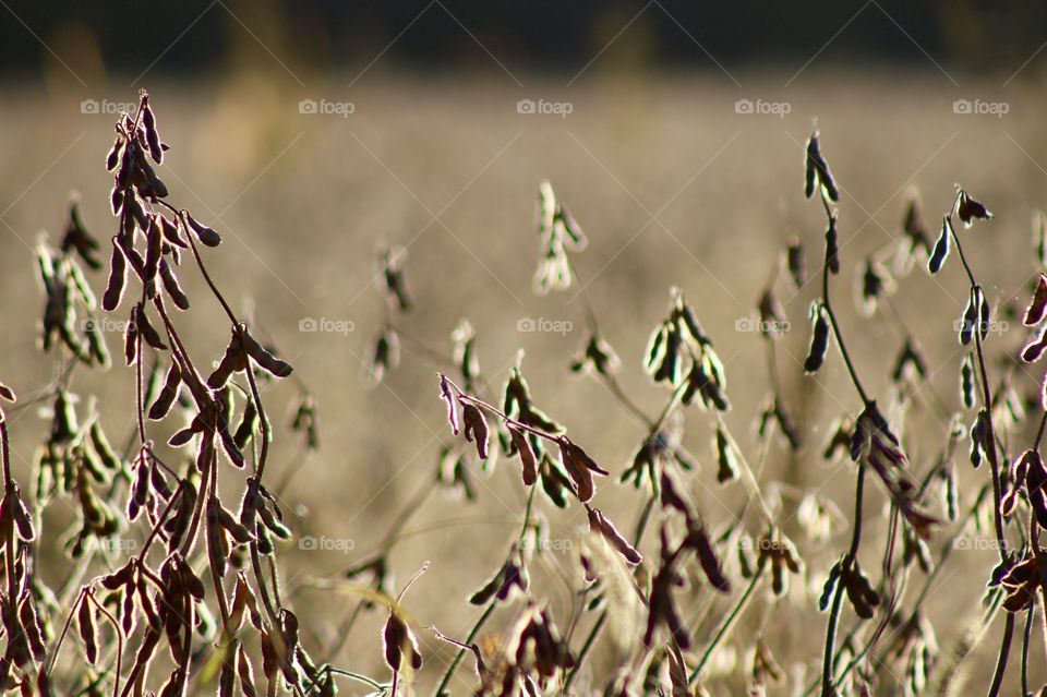 Soybeans in a field nearly ready for harvest