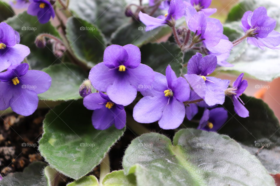 Violet viola