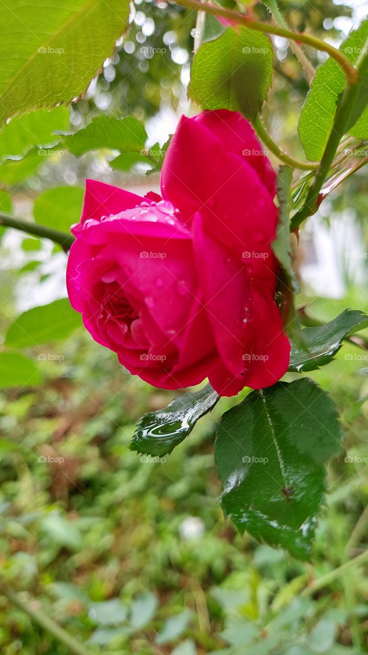 Rosa vermelha, perfumada ganha mais um toque de beleza quando a chuva acaricia.