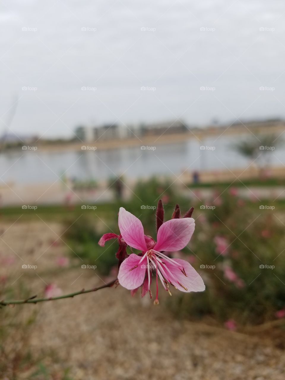 pretty flower relaxing by the lake
