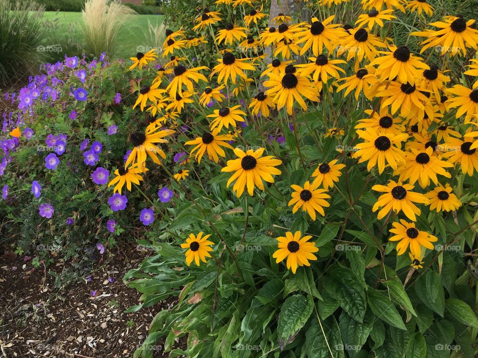 Field of black eyed susan flowers