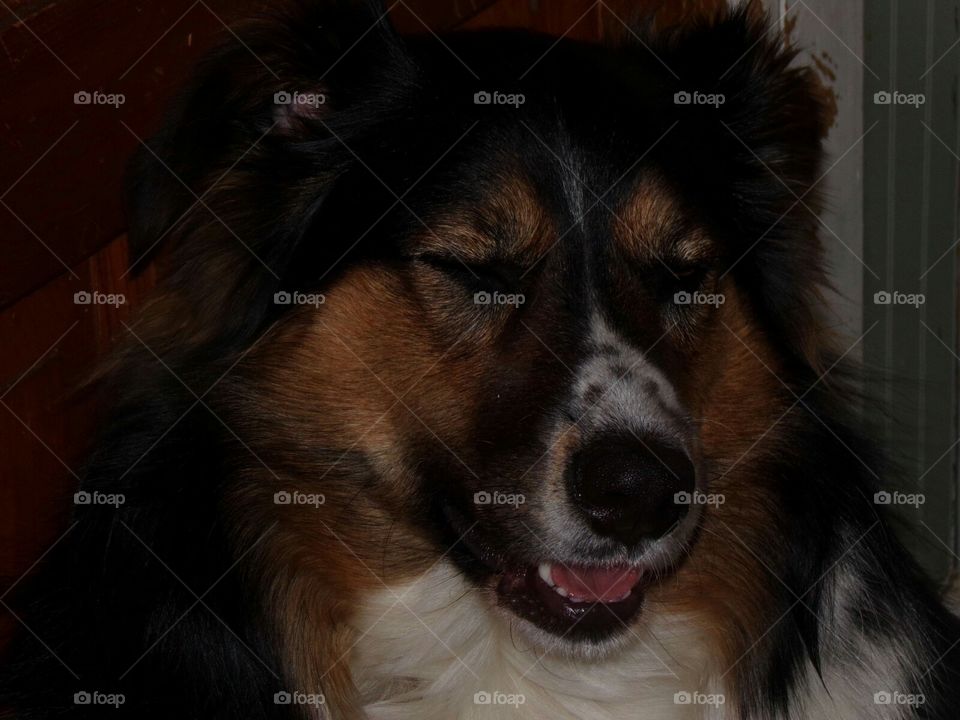 Did you hear the one about the mailman and the cat....