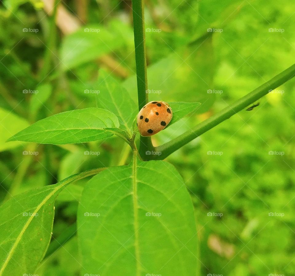 Mexican bean beetle