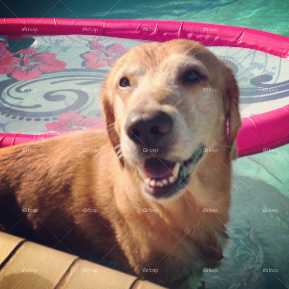 Noble Dog swims in pool 