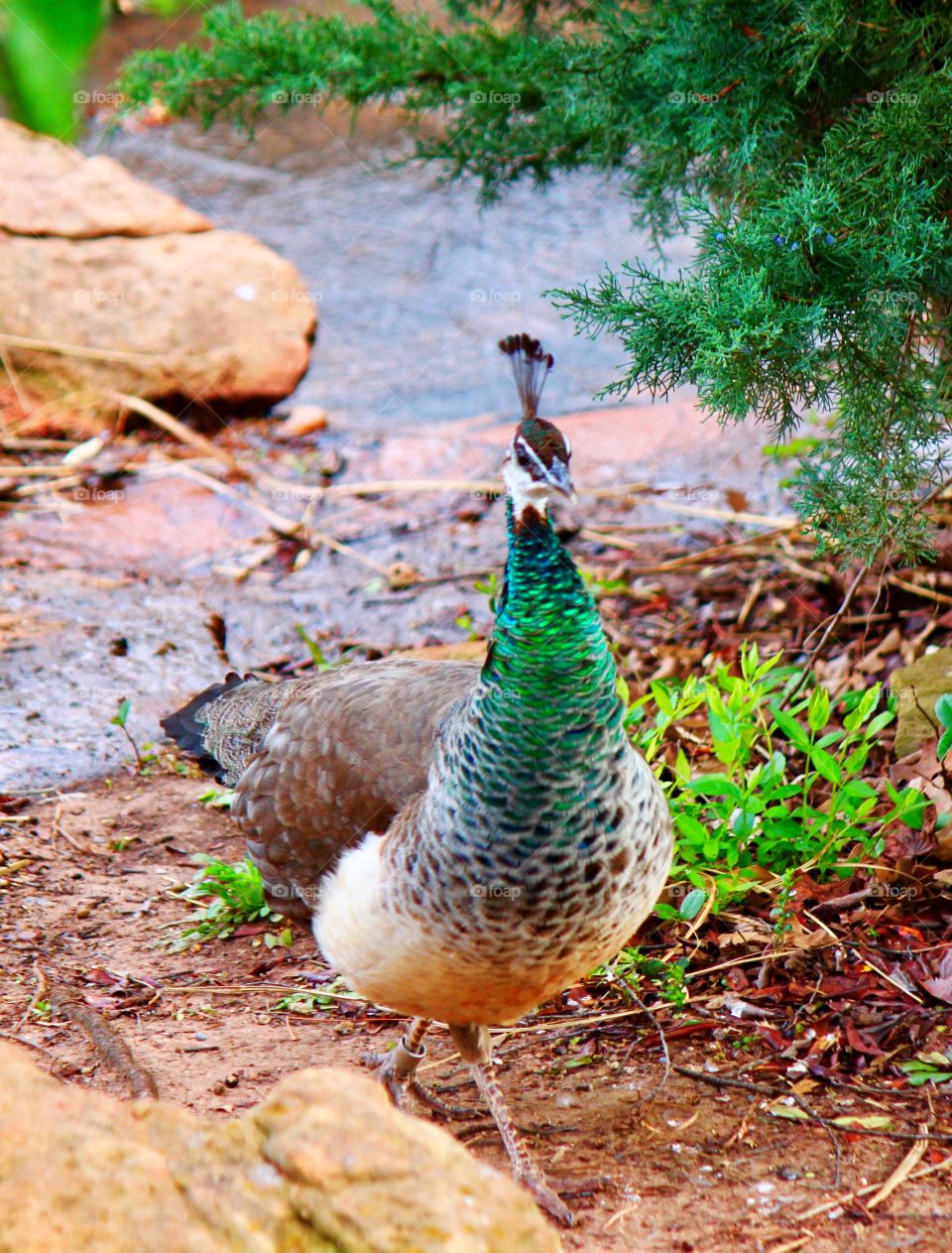 Beautiful VIBRANT Green PEACOCK