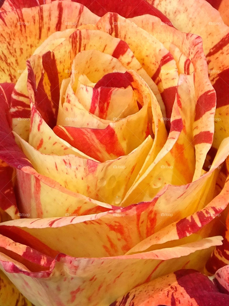 The beauty of the flowers