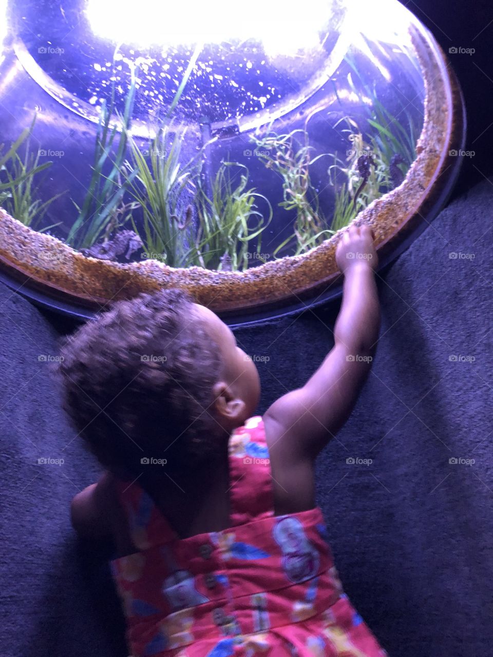 Girl looking at Seahorses 