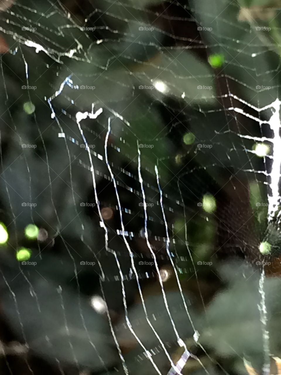 Spiderweb 