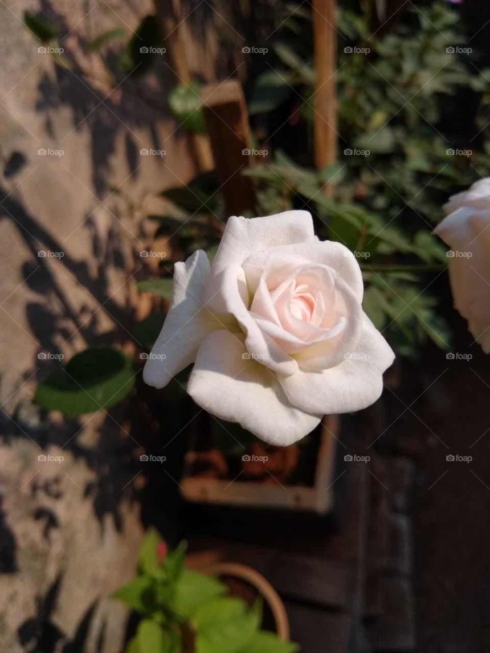 White Rose
plant indicates peace
love the color of flower