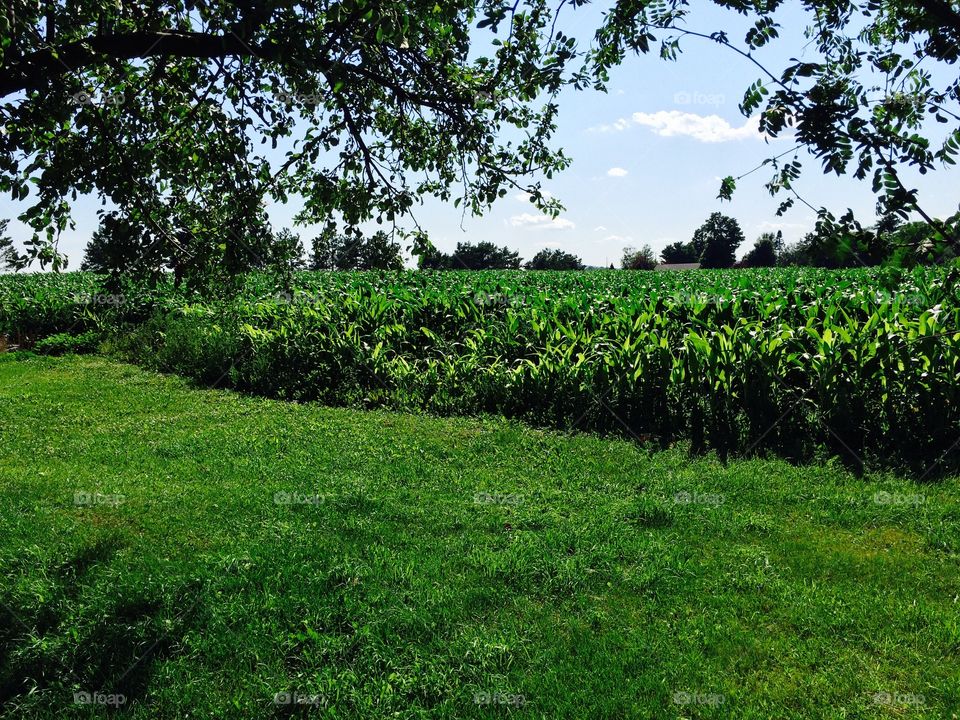 Corn fields 