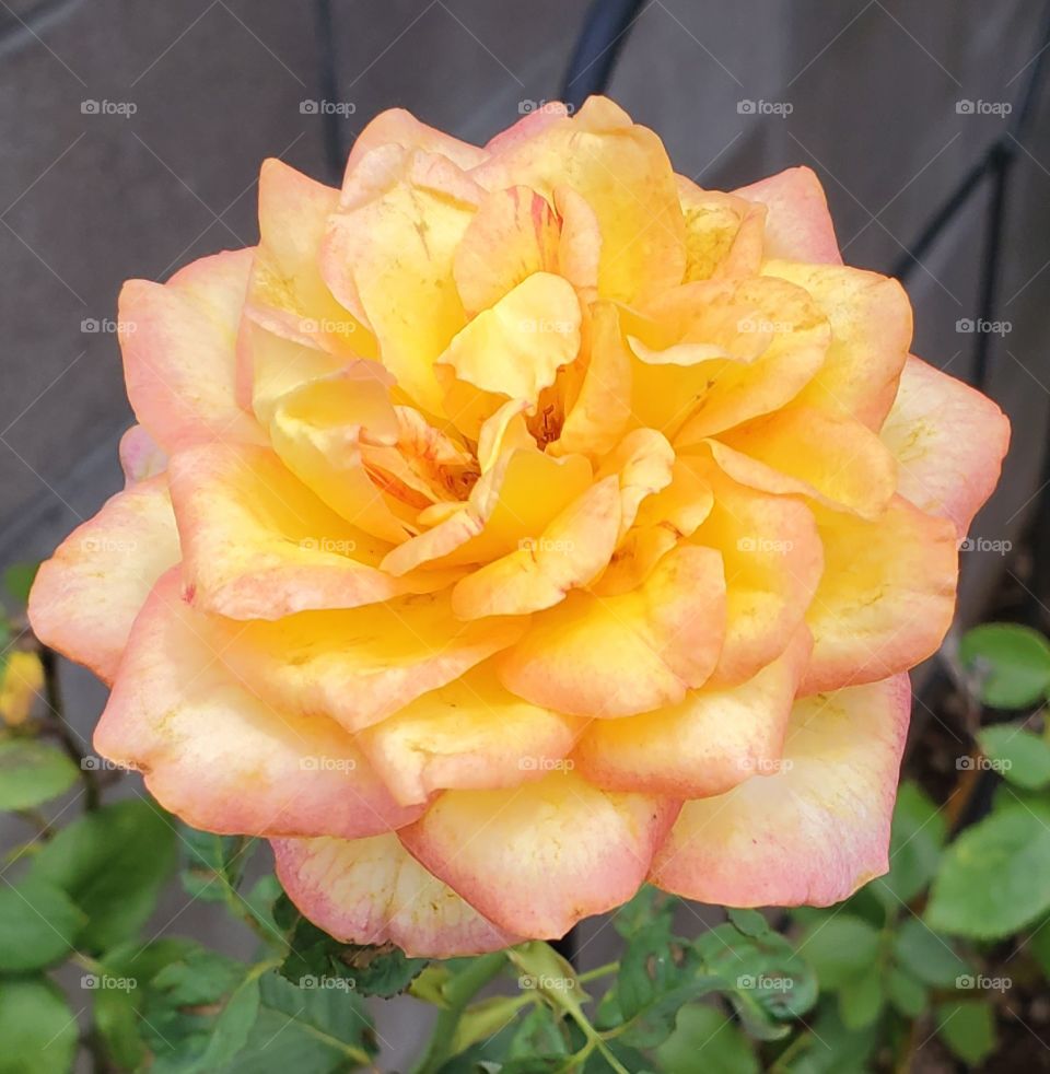 the final days of a yellow rose