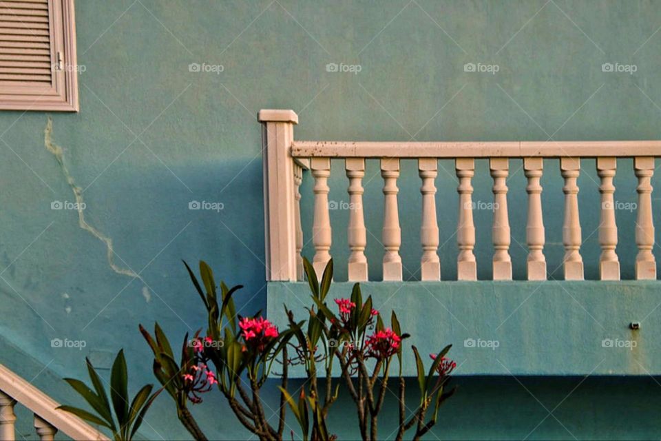 A red blooming oleander stands in front of a turquoise house with a white balcony