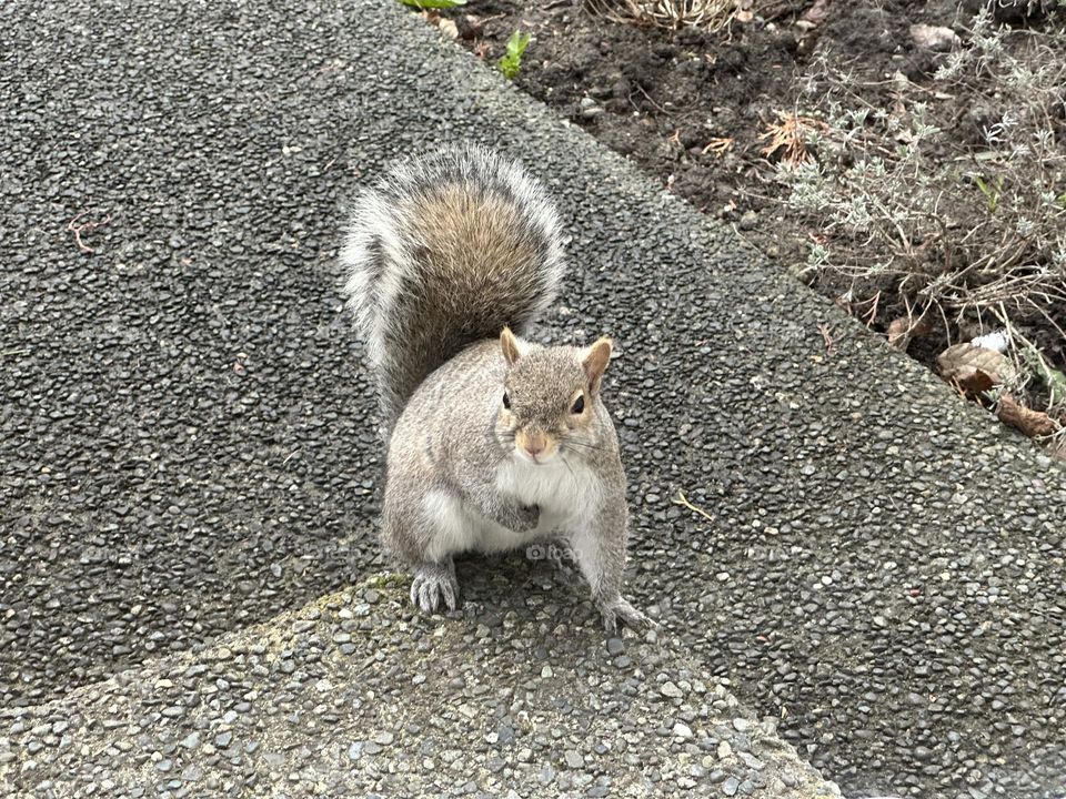 Squirrel on a doorstep 