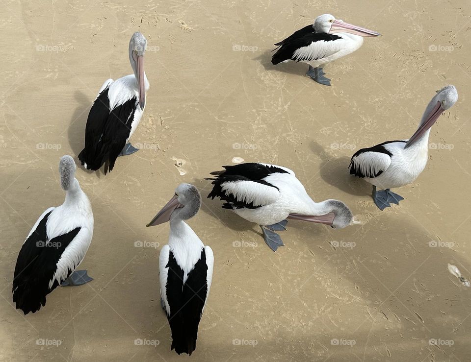 Pelicans 