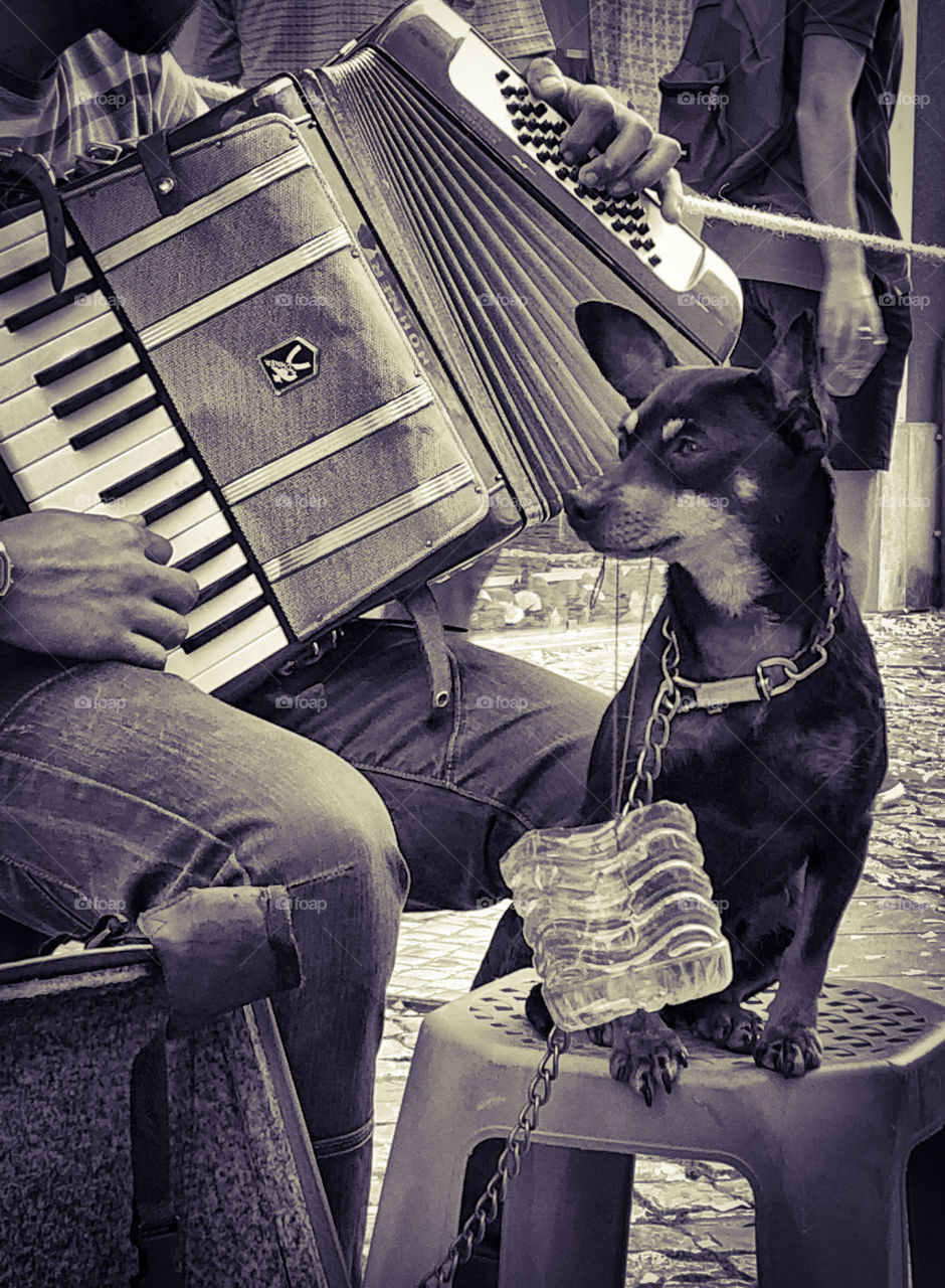 A small dog sits with a collection pot attached to his collar. He’s listening to his master’s voice and his playing of the accordion