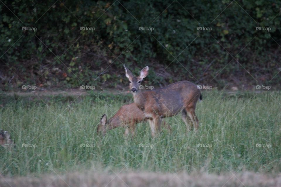 Deer, Mammal, Grass, Wildlife, Hayfield