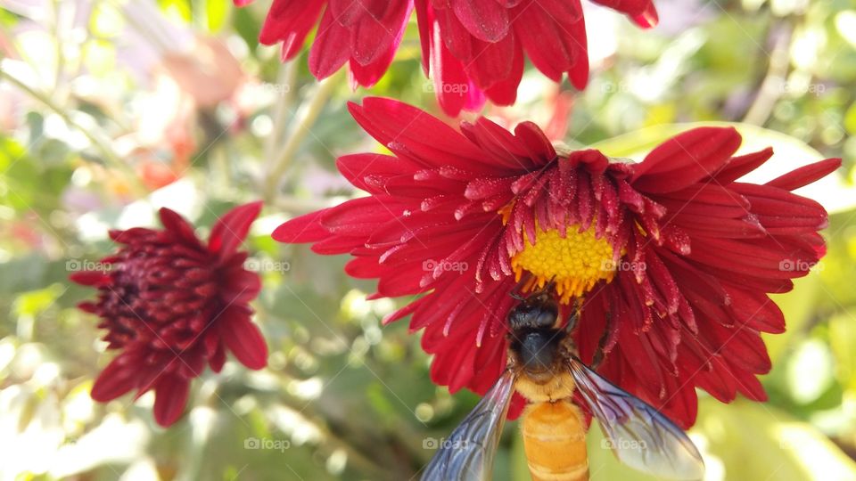 huney bee on flower