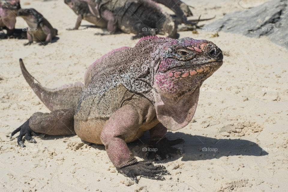 An Iguana living on the Exuma cays of The Bahamas