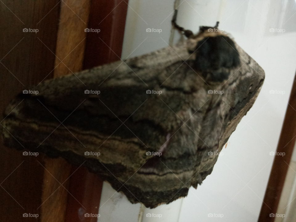 Things you have never seen