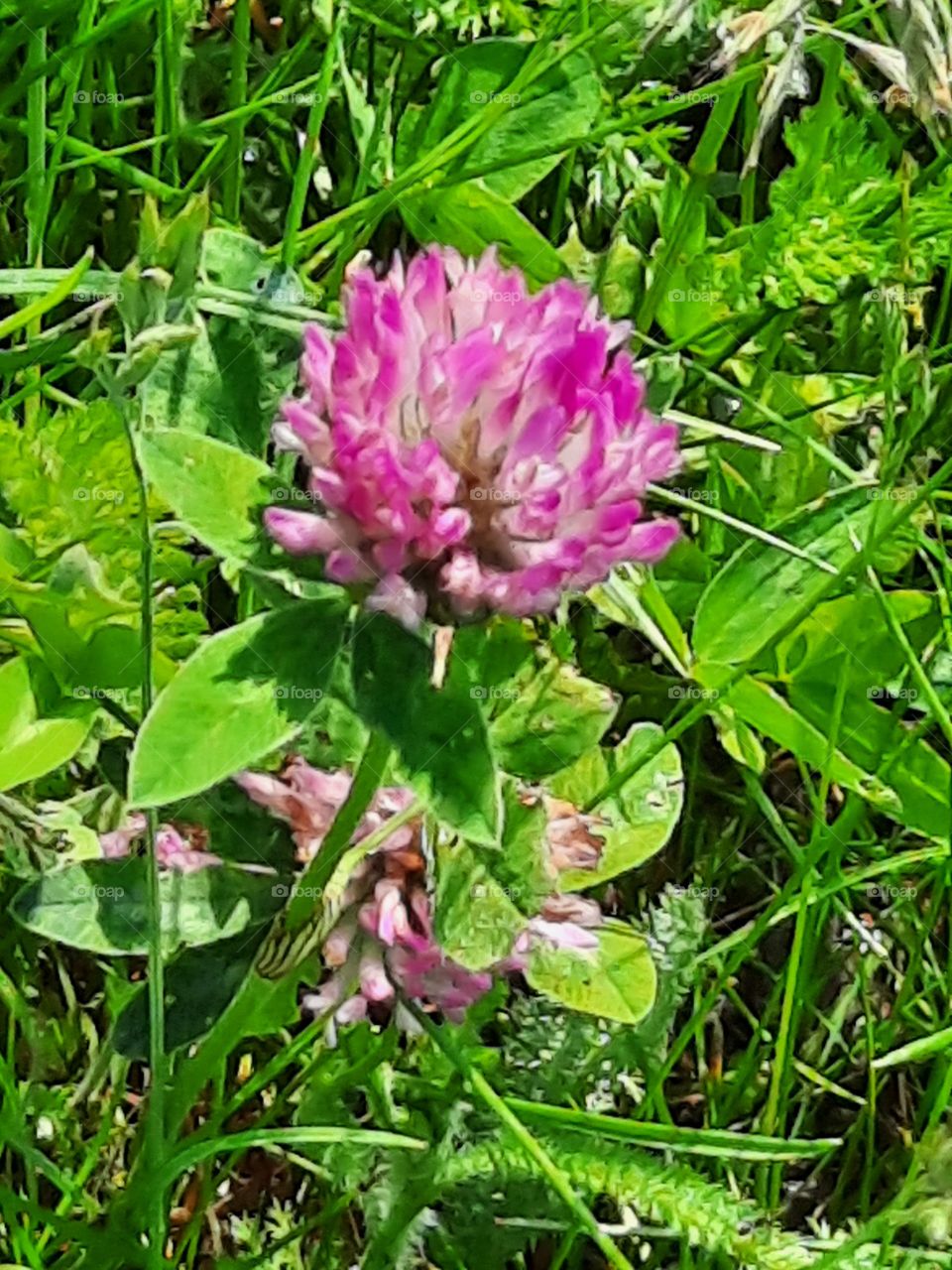 pink flower of clover  in the meadow