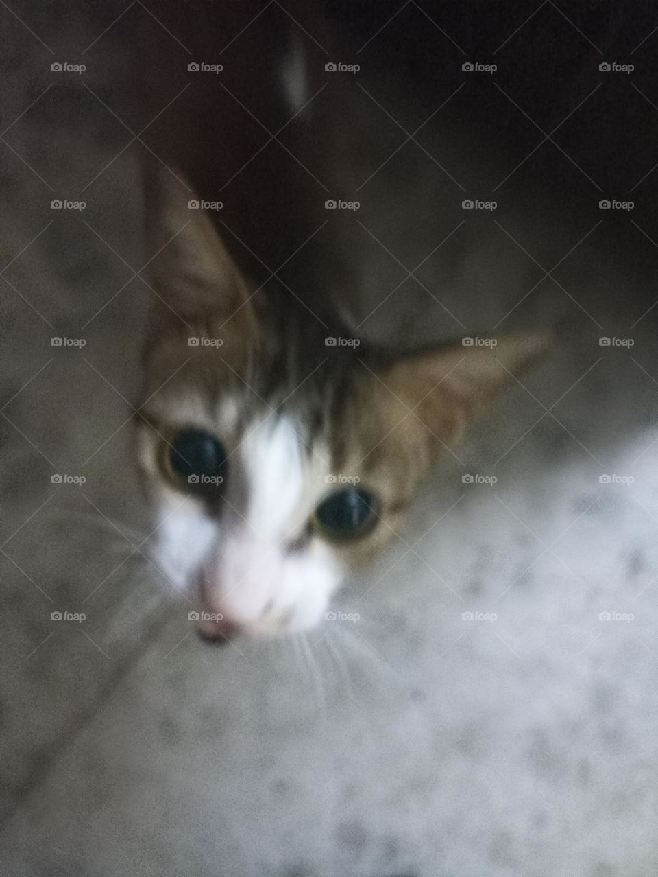 Aliis is my cat asking for food of his taste and choice meow meow