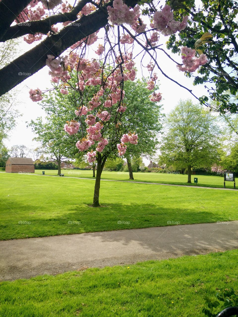 Park nature green space with trees, path and pink blossom in foregroud