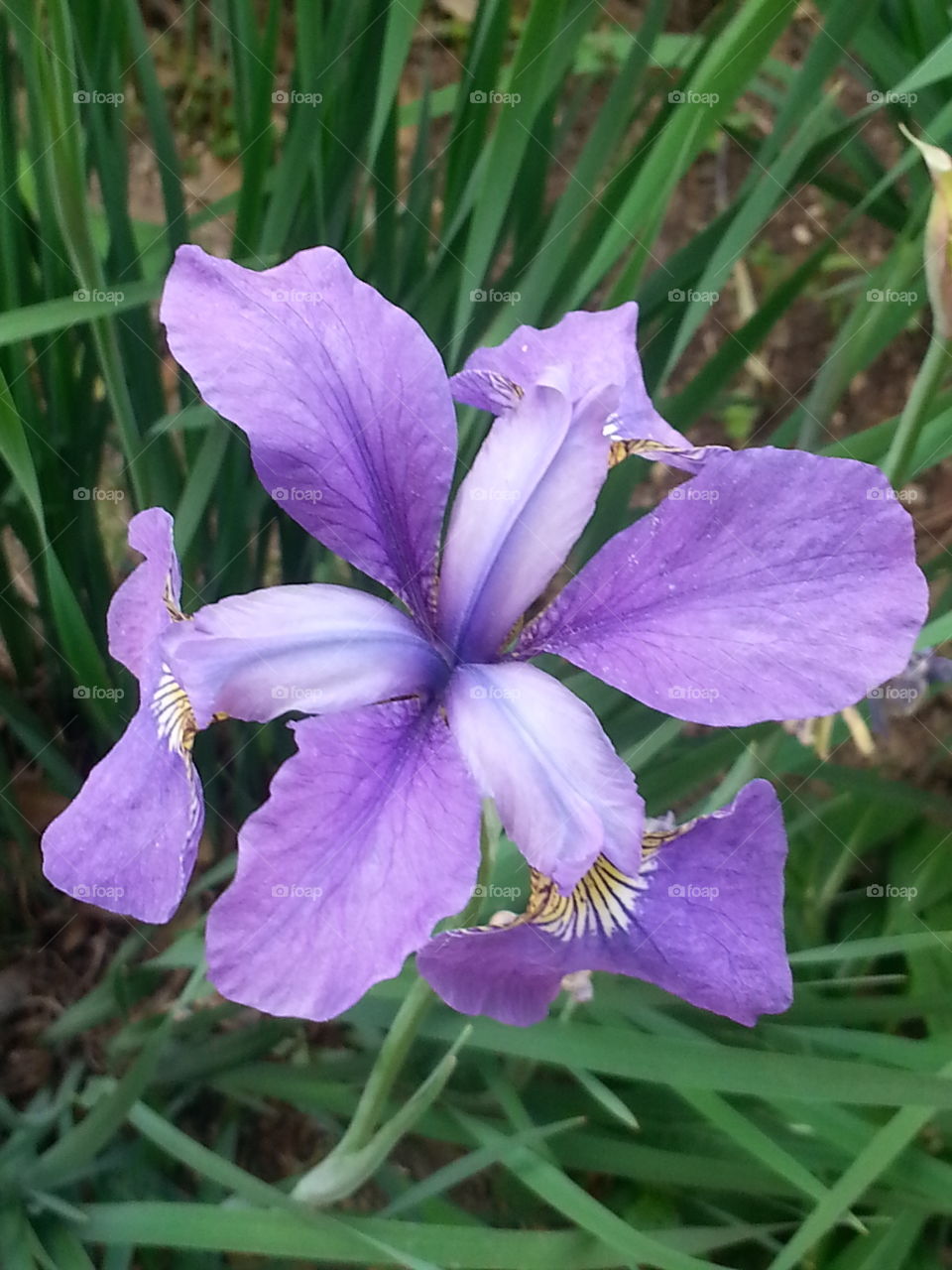 Iris in bloom