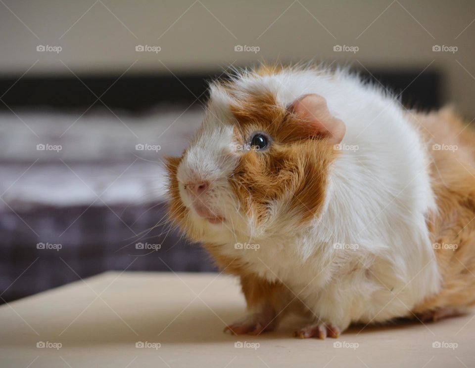 Guinea pig beautiful portrait indoor