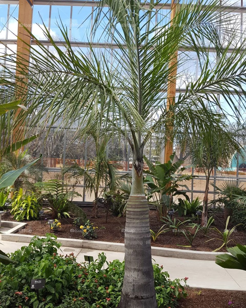 palm tree in a greenhouse
