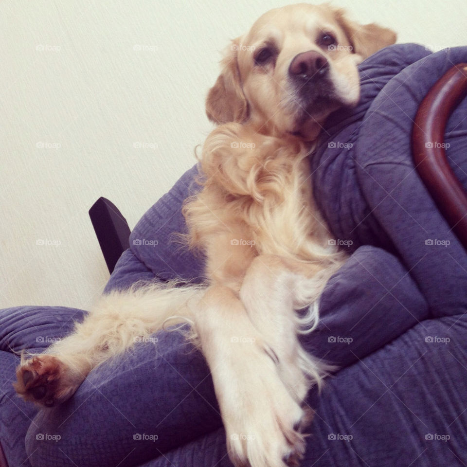 Golden retriever posing