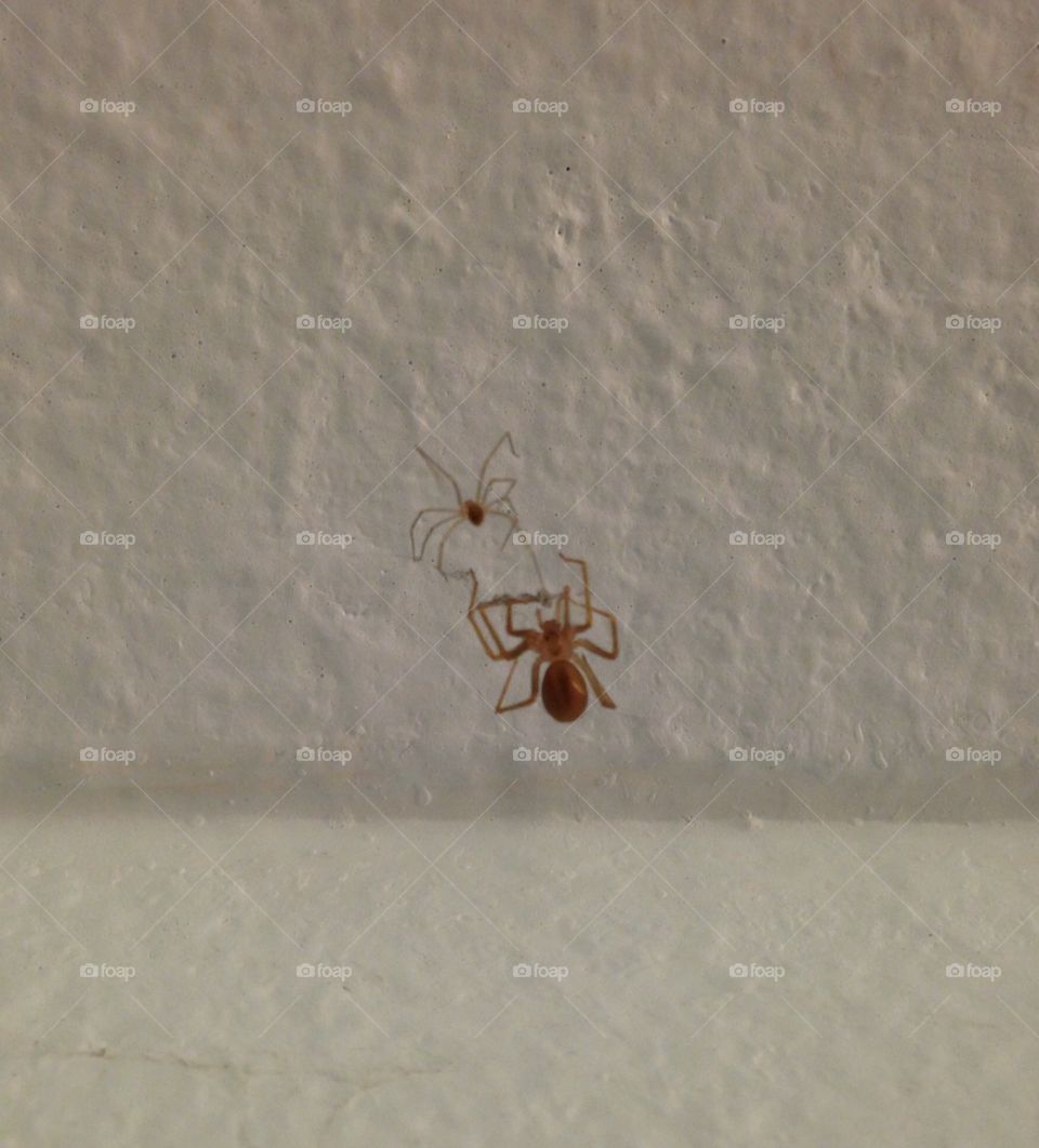 Ant working to save his life.  He is caught in a spiders web.