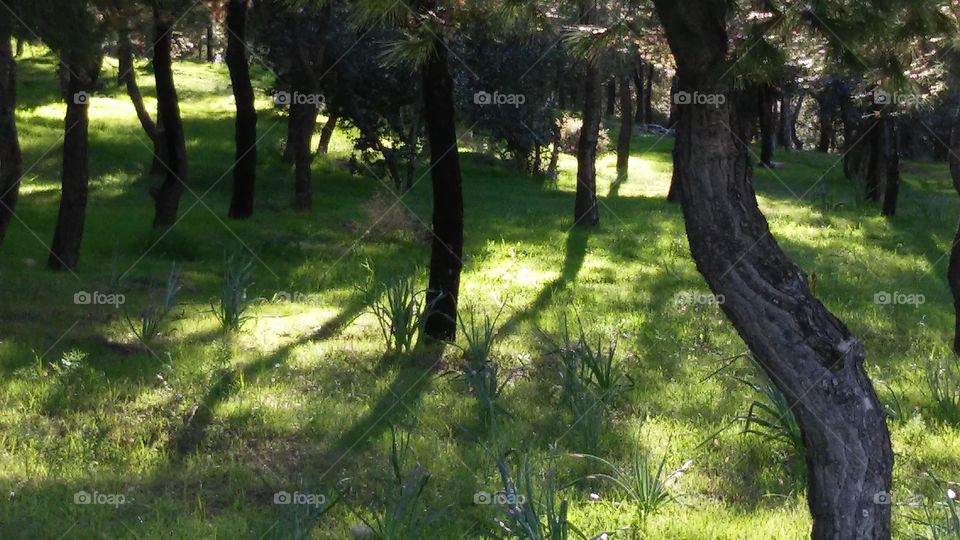 Tree, Landscape, Nature, Wood, Grass