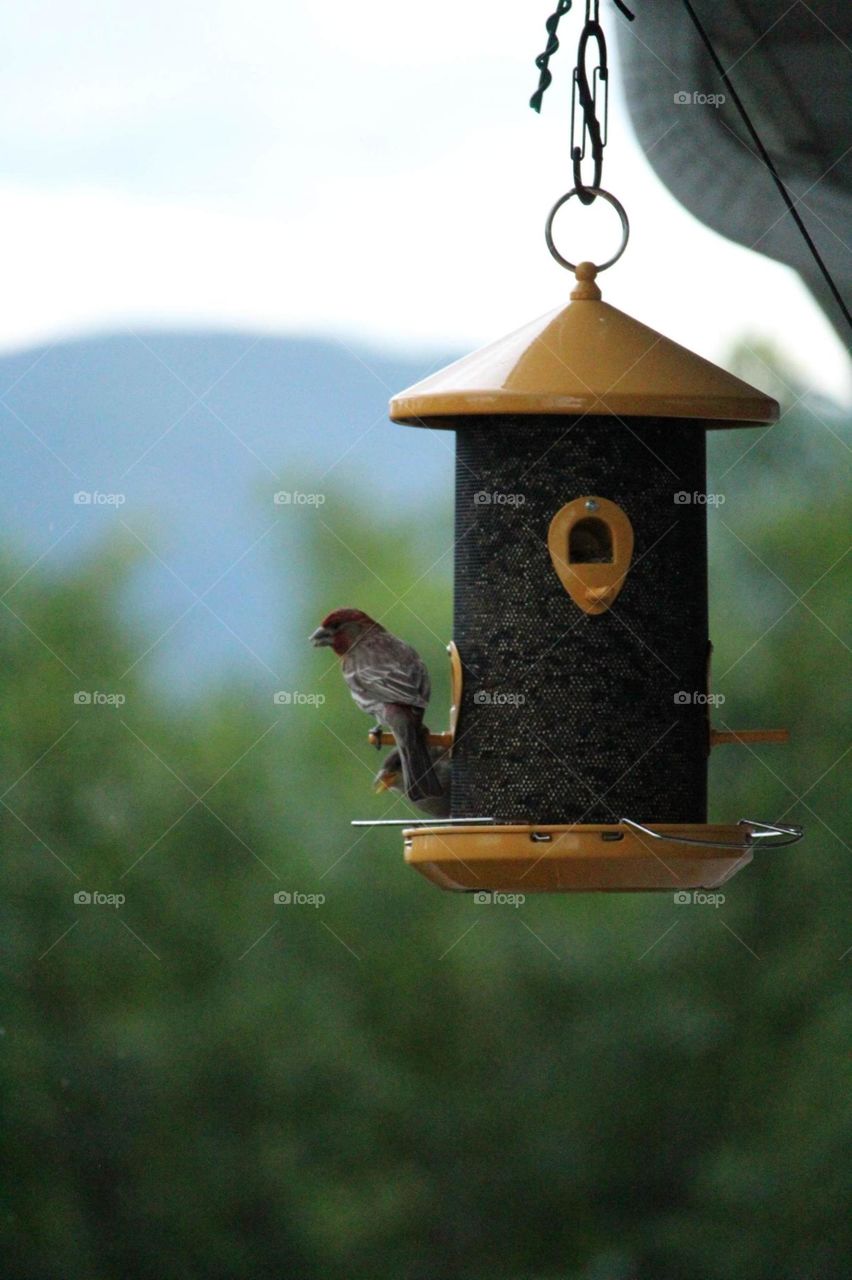 birdfeeder