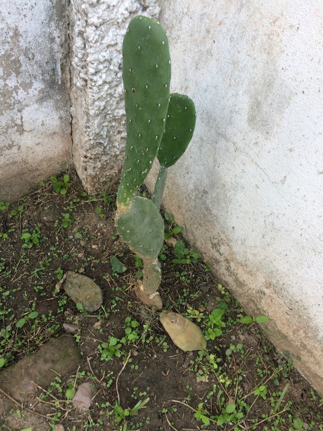 Young Catus (Tuna) Plant