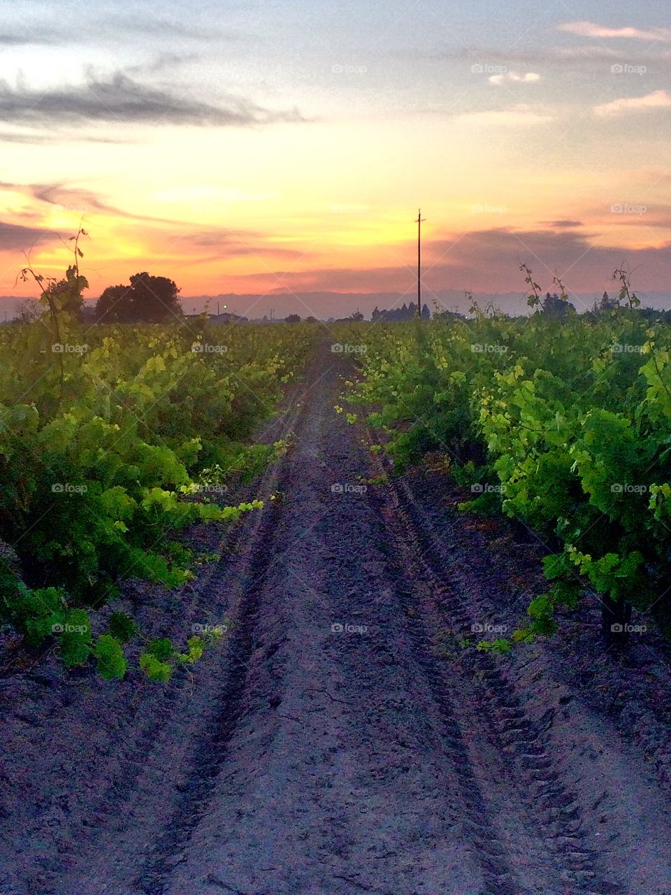California vineyards 
