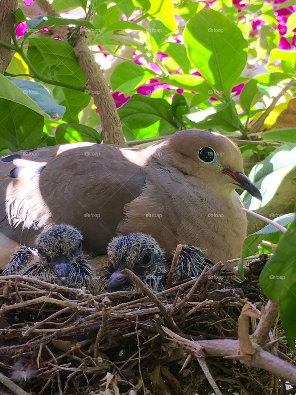 Momma bird with hatchlings